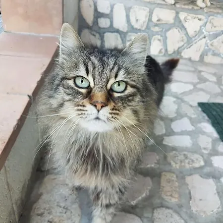 Il Rifugio Del Cacciatore / The Hunter's Shelter Pretoro