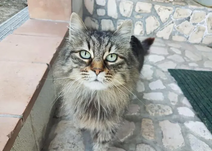 Il Rifugio Del Cacciatore / The Hunter's Shelter Преторо